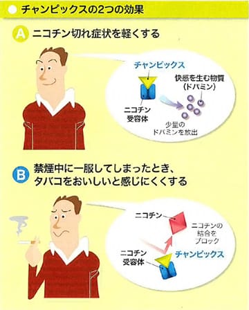 チャンピックスの2つの効果 Aニコチン切れ症状を軽くする B禁煙中に一服してしまったとき、タバコをおいしいと感じにくくする